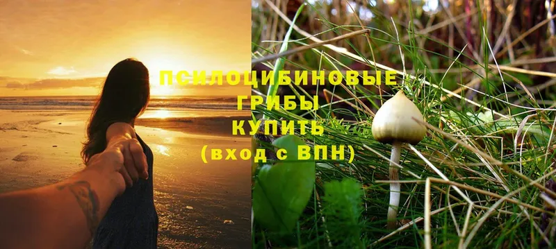 Псилоцибиновые грибы Psilocybine cubensis  сколько стоит  OMG как войти  Касли 